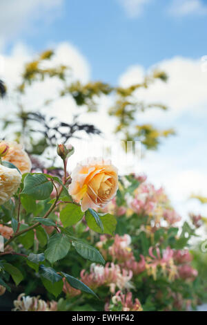 Rosa "Crown Princess Margareta'. Inglese rosa rampicante contro il cielo blu Foto Stock