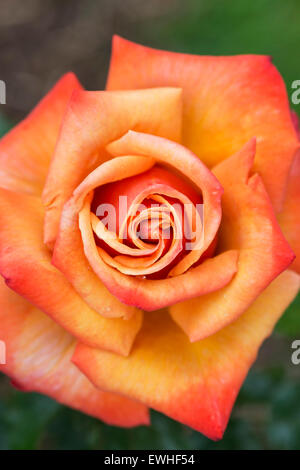 Rosa "stati di me". Hybrid Tea Rose Foto Stock