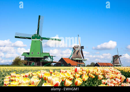 Mulini a vento olandese in un tulipfield in Olanda Foto Stock