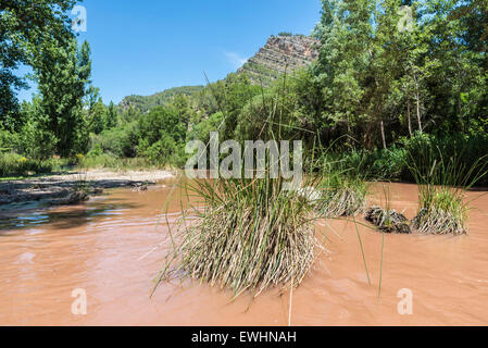 Paesaggio con la foresta e il fiume con acqua fangosa in Spagna Foto Stock