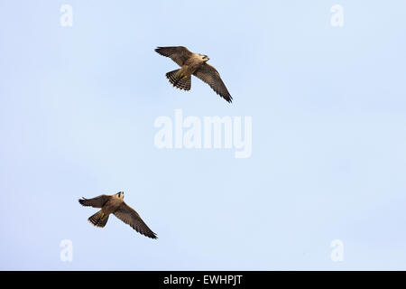 Falco pellegrino (Falco peregrinus) Norwich Cathedral Foto Stock