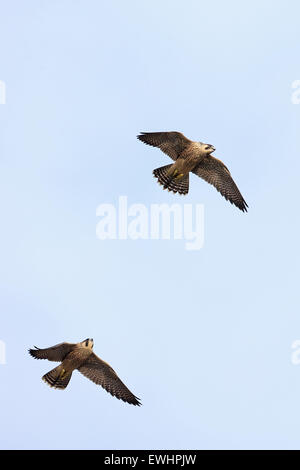 Falco pellegrino (Falco peregrinus) Norwich Cathedral Foto Stock