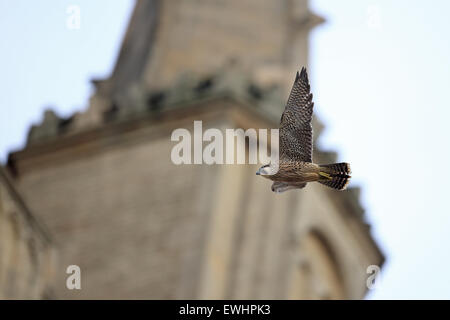 Falco pellegrino (Falco peregrinus) Norwich Cathedral Foto Stock