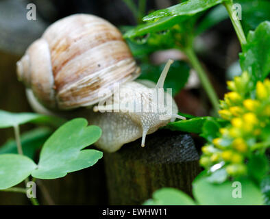 Oberhausen, Germania. Il 22 giugno, 2015. Una lumaca (Helix pomatia) fa il suo modo attraverso un giardino in Oberhausen, Germania, 22 giugno 2015. Essi sono particolarmente mobili nella fresca e umida, meteo, che è ideale per le lumache. Si può raggiungere la velocità massima di fino a 7 cm al minuto (0,0042 km/h). Foto: Roland Weihrauch/dpa/Alamy Live News Foto Stock