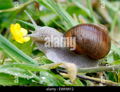 Oberhausen, Germania. Il 22 giugno, 2015. Una lumaca (Helix pomatia) fa il suo modo attraverso un giardino in Oberhausen, Germania, 22 giugno 2015. Essi sono particolarmente mobili nella fresca e umida, meteo, che è ideale per le lumache. Si può raggiungere la velocità massima di fino a 7 cm al minuto (0,0042 km/h). Foto: Roland Weihrauch/dpa/Alamy Live News Foto Stock