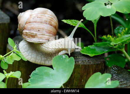 Oberhausen, Germania. Il 22 giugno, 2015. Una lumaca (Helix pomatia) fa il suo modo attraverso un giardino in Oberhausen, Germania, 22 giugno 2015. Essi sono particolarmente mobili nella fresca e umida, meteo, che è ideale per le lumache. Si può raggiungere la velocità massima di fino a 7 cm al minuto (0,0042 km/h). Foto: Roland Weihrauch/dpa/Alamy Live News Foto Stock