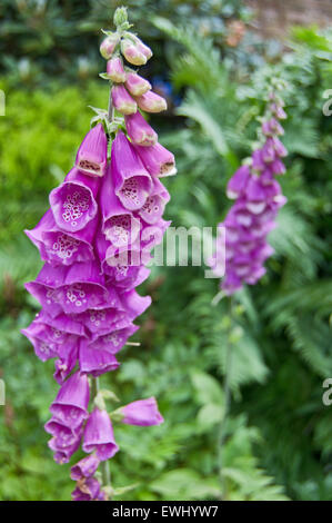 Foxglove viola (Digitalis purpurea) Foto Stock