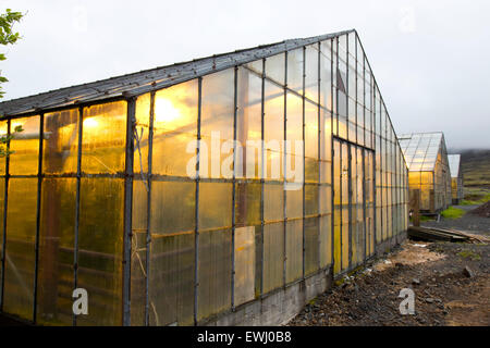 Illuminata di serre riscaldate con energia geotermica per la coltivazione di pomodori Hveragerdi Islanda Foto Stock