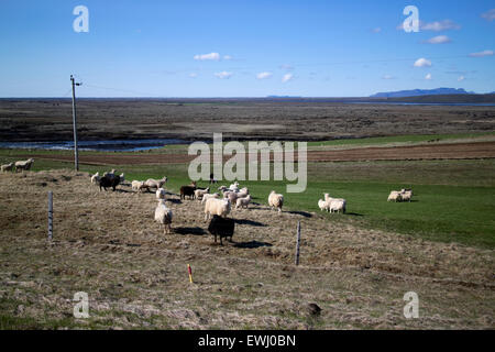 Pastore arrotondamento Icelandic Sheep su una moto Islanda rurale Foto Stock