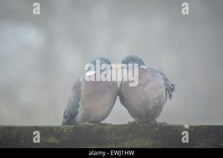 Due Colombe flirtare in un grigio e ambiente freddo, hanno la forma di un cuore Foto Stock