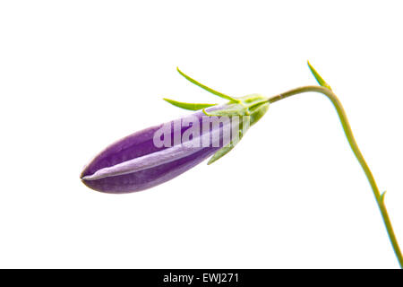 Violetta bell bud su uno sfondo bianco. Foto Stock