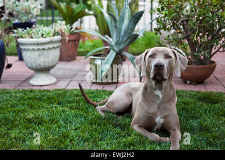 Regal Weimaraner cane che stabilisce in un lussureggiante cortile prato davanti più di piante in vaso Foto Stock