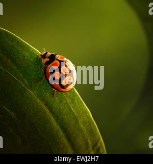Ladybug (coccinella) strisciando sul bordo di una foglia verde (Sud Africa - Mpumalanga) Foto Stock