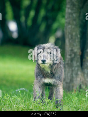 Old English sheepdog appoggiata in erba verde Foto Stock