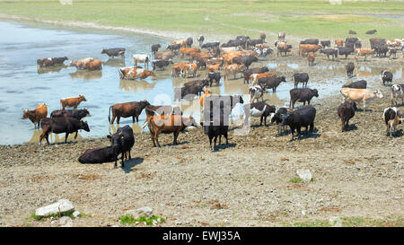 Le mucche in bere le acque di un lago Foto Stock