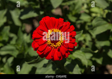 Benarys Moulin rouge red zinnia fiore, Zinnia elegans, sboccia in un giardino in primavera Foto Stock