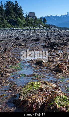 Le alghe a bassa marea in Viking coprono vicino Haines Alaska in una giornata di sole. Foto Stock