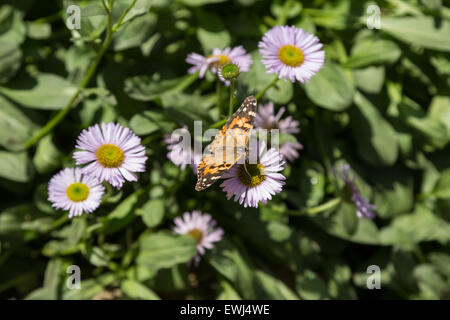 Dipinto di lady butterfly, Cynthia genere, in primavera Foto Stock