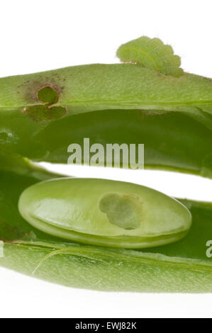 Erba comune blue butterfly caterpillar, Zizina labradus, danneggiando Baccello di fagiolo Foto Stock