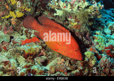 Coral raggruppatore, South Ari Atoll, Maldive Foto Stock