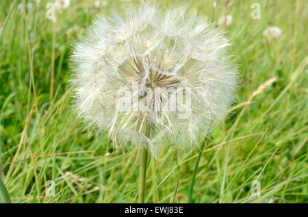 Salsefrica o Goatsbeard seme head Tragopogon dubius Foto Stock