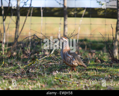 Pernici rosse, Alectoris rufa, in Cotswolds, Inghilterra Foto Stock