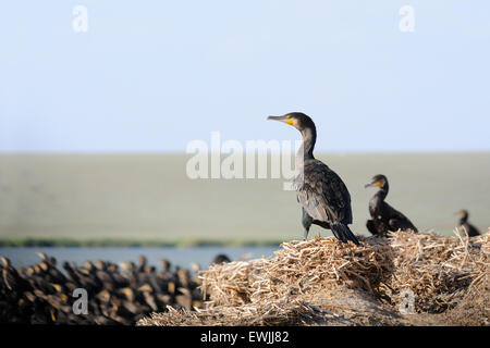 Cormorani seduti su vecchi nidi e il gregge di cormorani Foto Stock