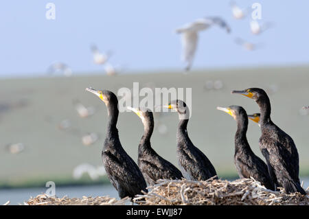 Cinque Cormorani seduti su vecchi nidi Foto Stock