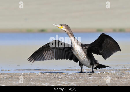 Cormorano Phalacrocorax carbo sinensis si asciuga le ali in riva al lago Foto Stock