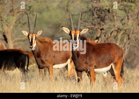 Sable antilopi (Hippotragus niger) in habitat naturale, Sud Africa Foto Stock