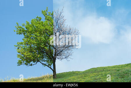 Lonely albicocca albero su di una collina in due stagione - primavera ed estate Foto Stock