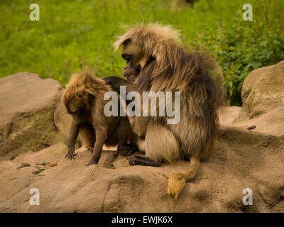 Barberia scimmia macaco noto anche come la Barberia Ape Foto Stock