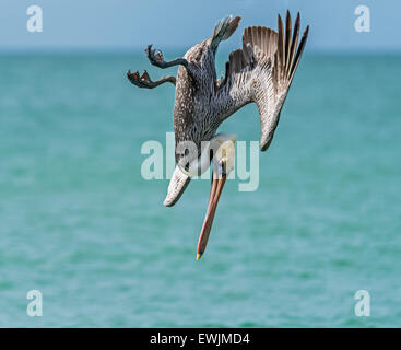 Brown pelican diving/pesca in Naples, Florida USA Foto Stock