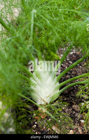 Zeta Fino finocchio in massa (Foeniculum vulgare) - USA Foto Stock