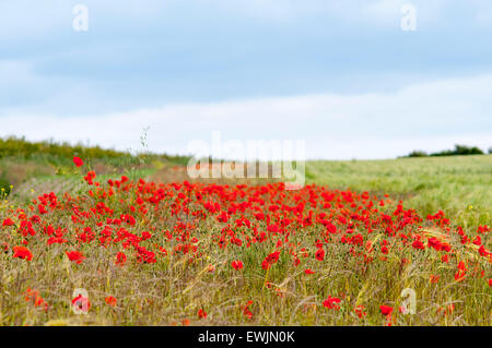 Un patch di papaveri rossi sul bordo di un campo nei pressi di Amberley nel West Sussex. Il margine del campo è una striscia di ritiro dei seminativi dalla produzione Foto Stock