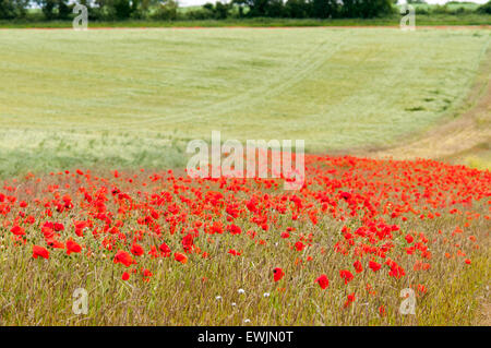 Un patch di papaveri rossi sul bordo di un campo nei pressi di Amberley nel West Sussex. Il margine del campo è una striscia di ritiro dei seminativi dalla produzione Foto Stock