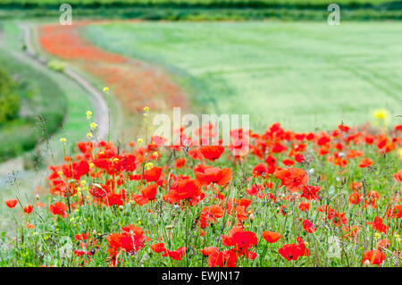 Un patch di papaveri rossi sul bordo di un campo nei pressi di Amberley nel West Sussex. Il margine del campo è una striscia di ritiro dei seminativi dalla produzione Foto Stock