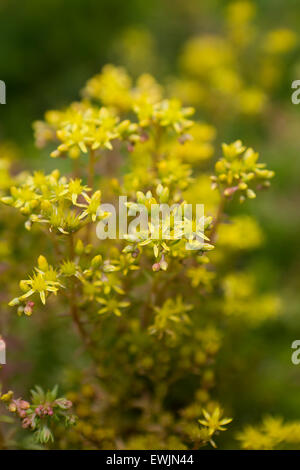 Angelina riflessi stonecrop pianta fiori (Sedum rupestre) Foto Stock