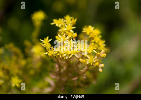 Angelina riflessi stonecrop pianta fiori (Sedum rupestre) Foto Stock