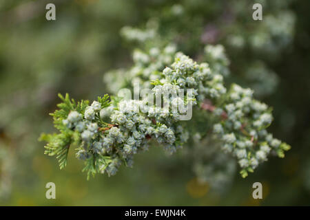 Hopkinton Atlantic white cedro coni (Chamaecyparis thyoides) - USA Foto Stock