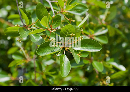Nero tupelo tree (Nissa sylvatica) foglie in estate - Virginia STATI UNITI D'AMERICA Foto Stock