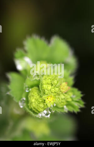 Fiore di Alchemilla mollis - Lady del mantello Foto Stock