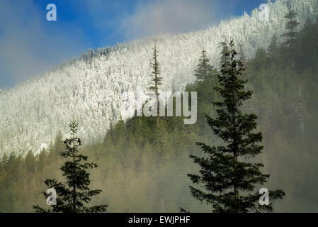 Prima neve in montagna vicino Opal Creek. Oregon Cascade Mountains. Foto Stock