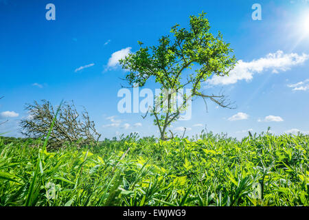 Top qualità delle foto in alta risoluzione Foto Stock