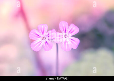 La Violetta fiori selvaggi su un brillante sfondo sfocato Foto Stock