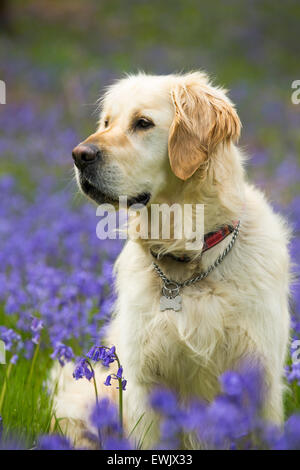 Un Golden Retriever cane in Bluebells in Jiffy Knotts legno vicino a Ambleside, Lake District, UK. Foto Stock