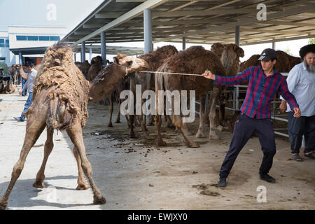 Il cammello Obstreperous alla domenica mercato del bestiame a Altyn Asyr al di fuori di Aşgabat, Turkmenistan Foto Stock