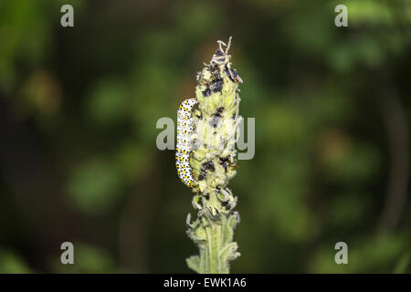 Caterpillar di mullein moth, Cucullia verbasci, un Palearctic noctuid moth, si nutrono di Molène in Surrey giardino in estate, a sud-est Inghilterra Foto Stock