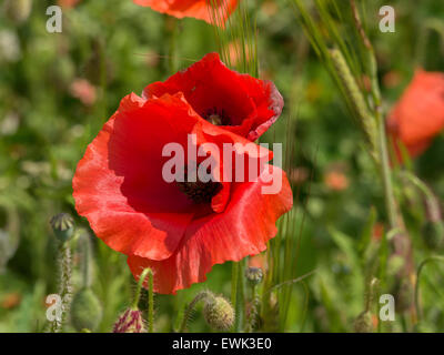 Fiore del papavero Foto Stock