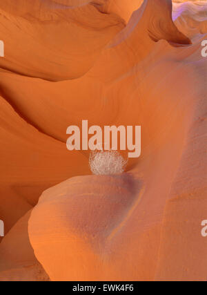 Colorato eroso Red Rock Canyon slot contrasta la sfera di spinifex , Antelope Valley, pagina , Arizona , Stati Uniti Foto Stock